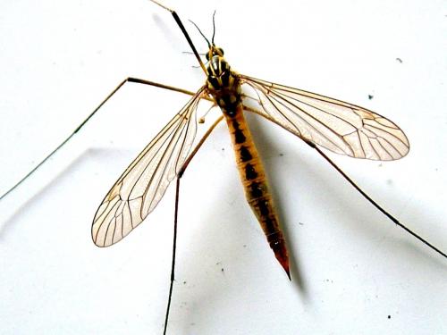 Nephrotoma submaculosa